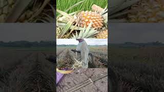 Download Lagu Panen nanas MP3