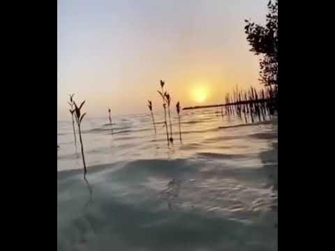 ولو أن ما في الأرض من شجرة اقلام والبحر يمده صوت السماء محمد صديق المنشاوي