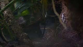 Cane Toad vs Cricket