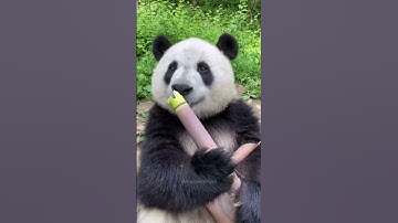 How are pandas not extinct 😭