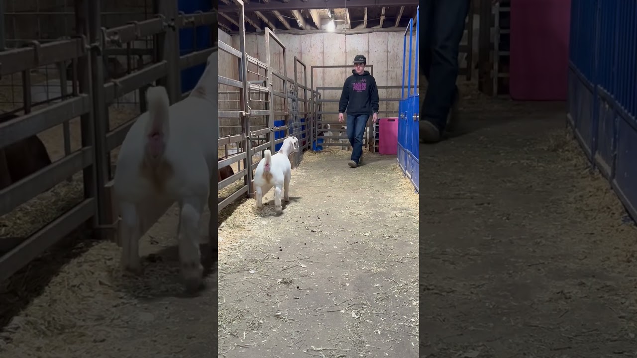 RFFWL #0663: Inception x RFFWL #0314 (Gunslinger x Kratos)