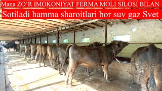 Zo’r IMKONIYAT 43 sotix mol ferma sotiladi 70 bosh BUQALAR bilan Shvest angus avlikol BUQALAR bor