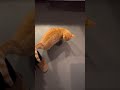 كتنت القطة بردانة جبتها للبيت وطعميتها واهتميت فيها صارت تتقرب مني عرفت المعروف 🐈❤️