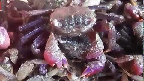 Ba Khía Rạch Gốc