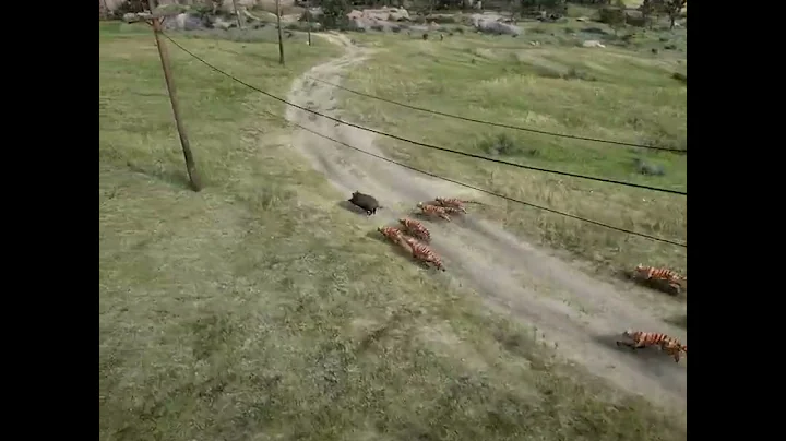 You Won't Believe What Happens When TIGERS Attack Wild Boar