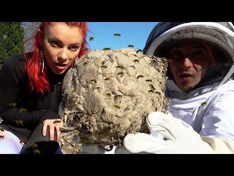 Removing a big wasp nest.. I wonder what's inside.