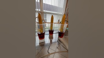 Growing Bananas With Coca Cola: Part 3 #banana #bananas #cocacola #experiment