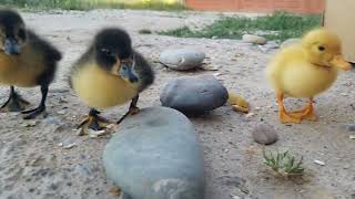 🐥🐤😊👍#ducklings #diary #pets #funnyanimals #baby animals #bestvideo