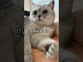 смешные коты - Майя 😼