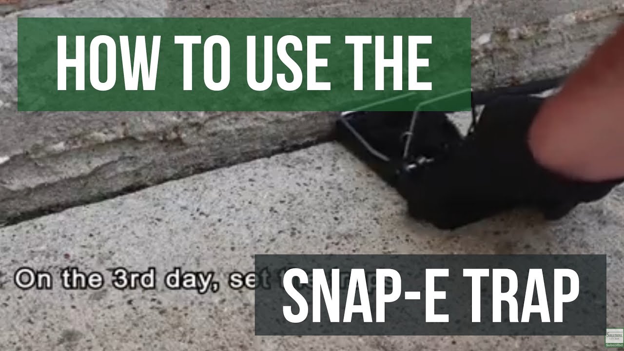 Quick Solutions How to Use Big SnapE Snap Trap YouTube