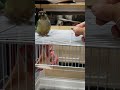 ウロコインコ　ララちゃん