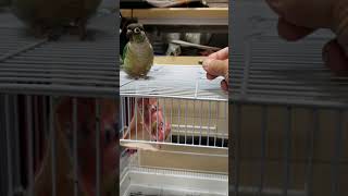 ウロコインコ　ララちゃん