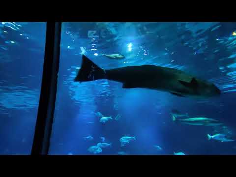 Barcelona Aquarium Ride 4K