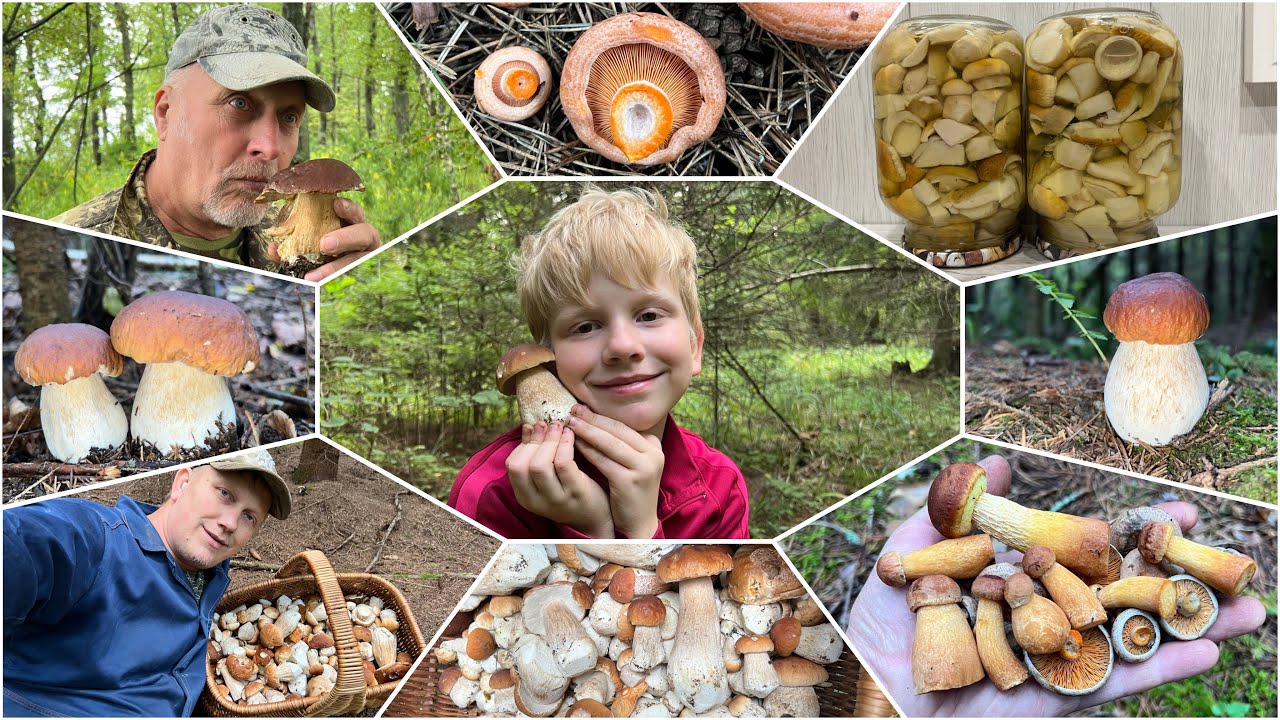 ГРИБНОЙ ИТОГ 2025  ! ЛЕТО часть 2 ! Грибы 2025 !