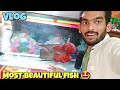 Most beautiful fish 🤩 Vlog