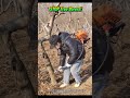 STOP Tree Borers! Using a Backpack Blower for Tree Trunk Pest Control#shortsfeed
