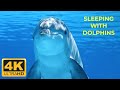 mesmerizing 4k dolphin compilation  1 hour of relaxation and sleep music