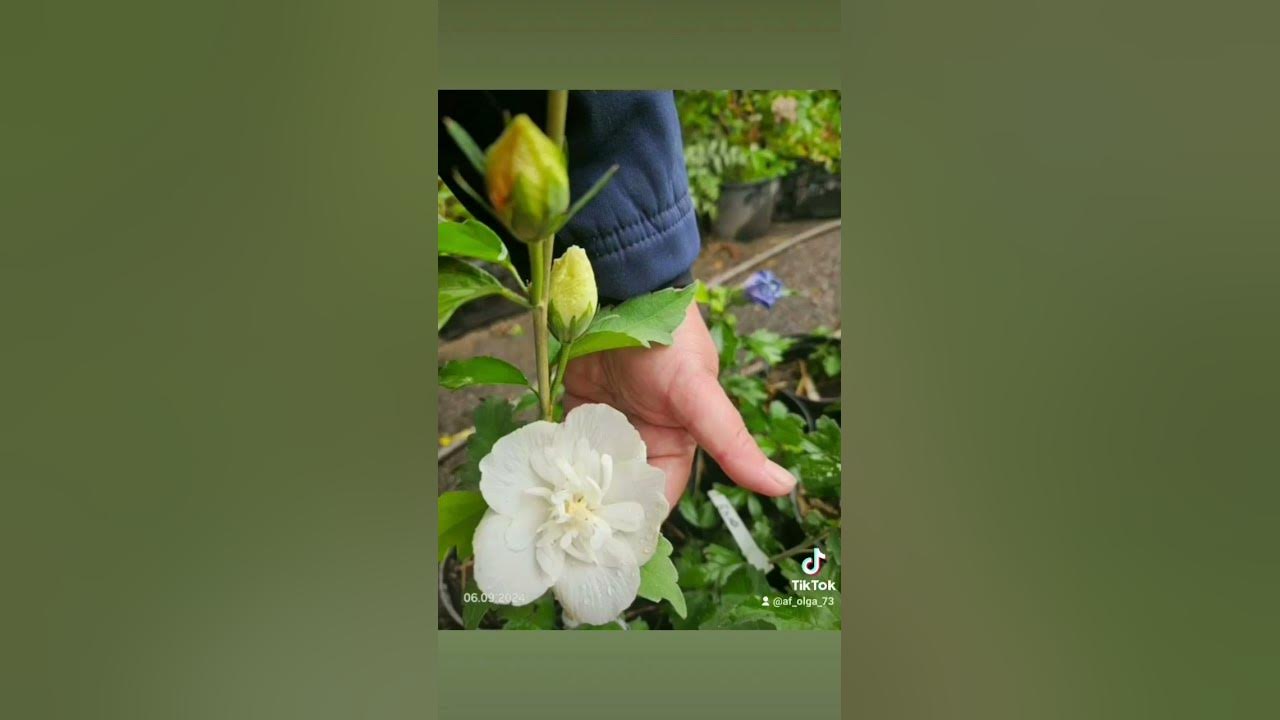 Гибискус Сирийский Вайт Шифон в наличии. #цветущиекустарники #гибискус ...