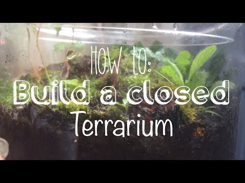 How to Create a Closed Terrarium