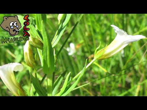 АВРАН ЛЕКАРСТВЕННЫЙ (Школа травоведения) #медвежийугол #ядовитыерастения