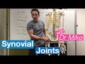 Synovial Joints