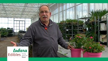 Breeding & Production of 