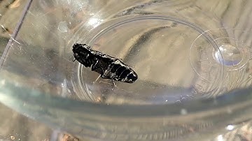 Click Beetle in action
