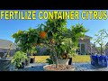 Complete Guide To FERTILIZING CITRUS TREES In Containers