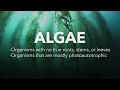Algae Corner: What are Algae?