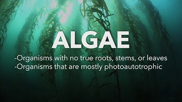 Algae Corner: What are Algae?