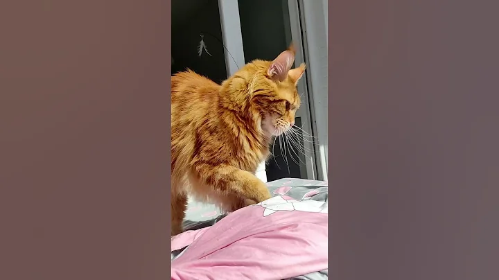 Watch the video about How a Maine Coon Talks | Top Meowing Sounds & Trills #mainecoon #cats #gato #katze #catlovers