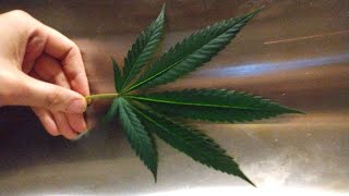 420 grow Show. Sunday open panel.