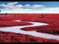 Red Beach of Panjin, China 盤錦紅海灘