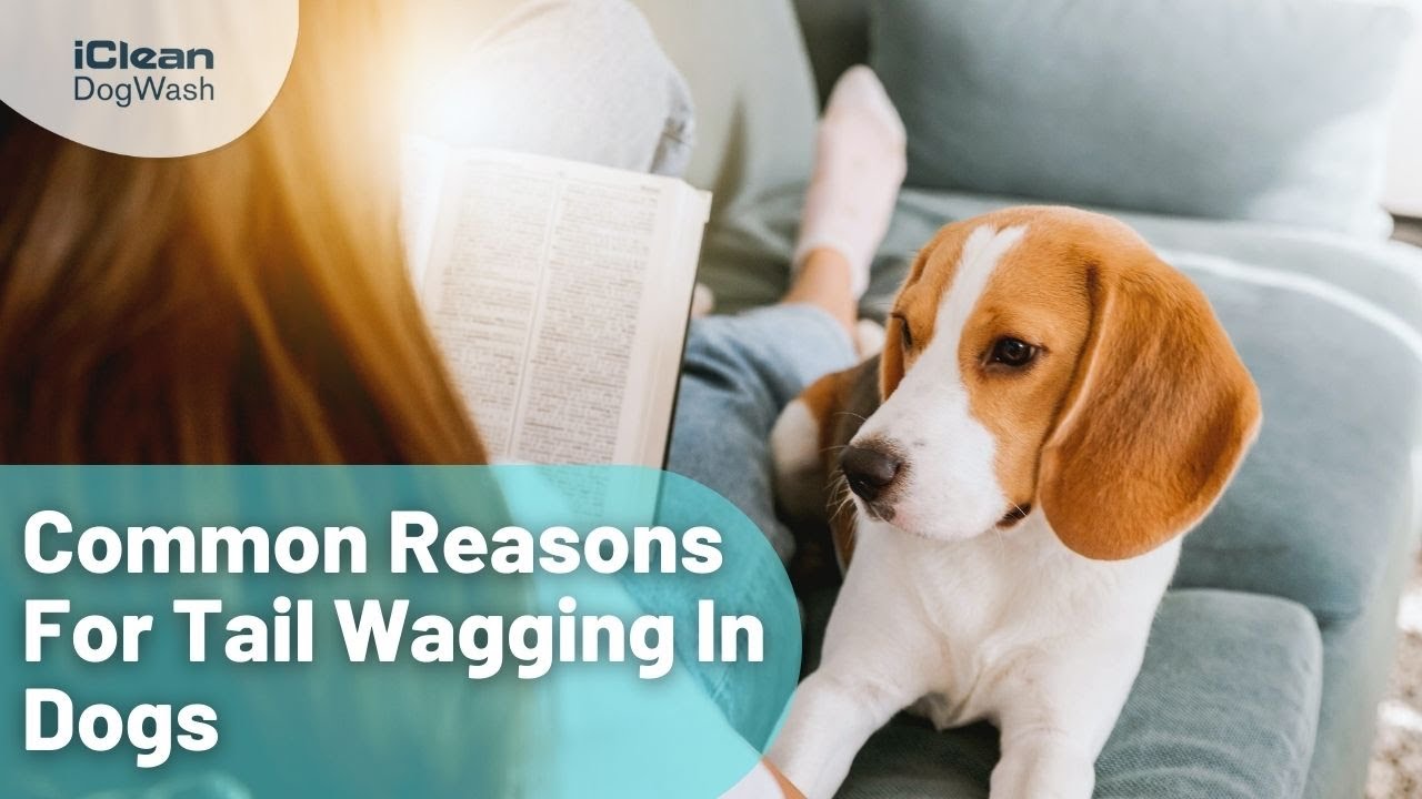 Beagle Wags Its Tail