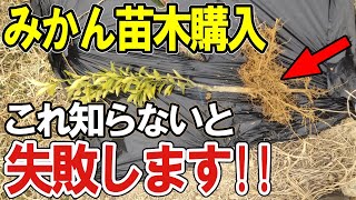 【みかん 苗木 選び方】知らないと損する！自然栽培で失敗しないみかん苗木購入のポイント【道法スタイル実践中】