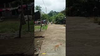 Suasana Pagi Di Kdanung Dayak Pedalaman Desa Sokoshorts