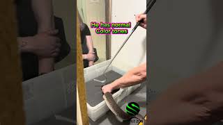 Patternless Rattlesnake Venom Extraction