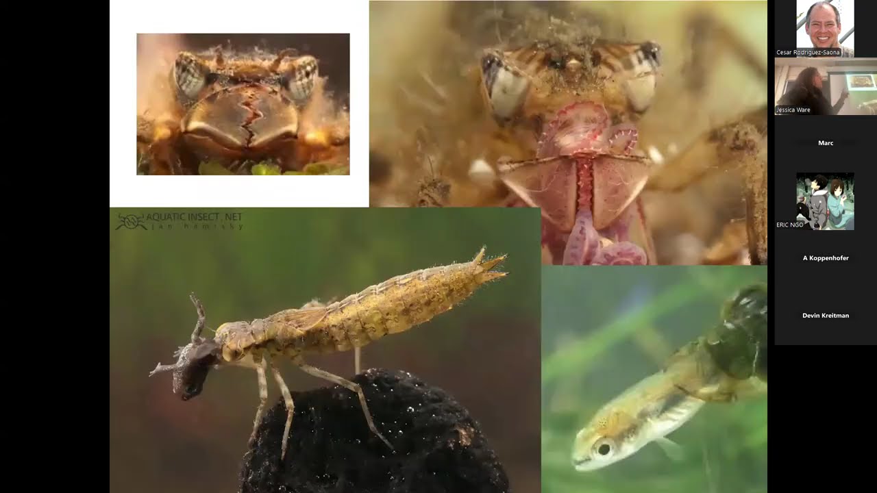3 14 25 Insect Evolution presented by Jessica Ware