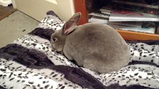 Cute rabbits -new pillow bunny 2 by Sarah Hare 893 views 6 years ago 24 seconds