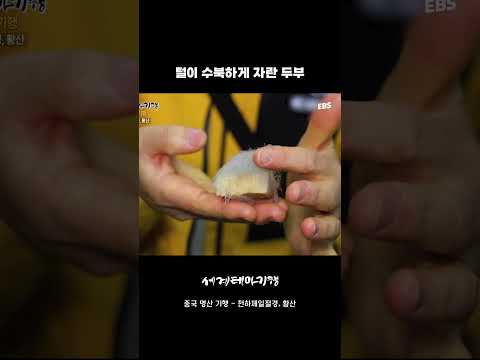 두부에 털이 <strong>보송보송</strong> #세계테마기행 #중국 #두부