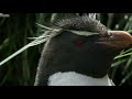 Hilarious Penguins Learn To Climb | Wild Patagonia | BBC Earth