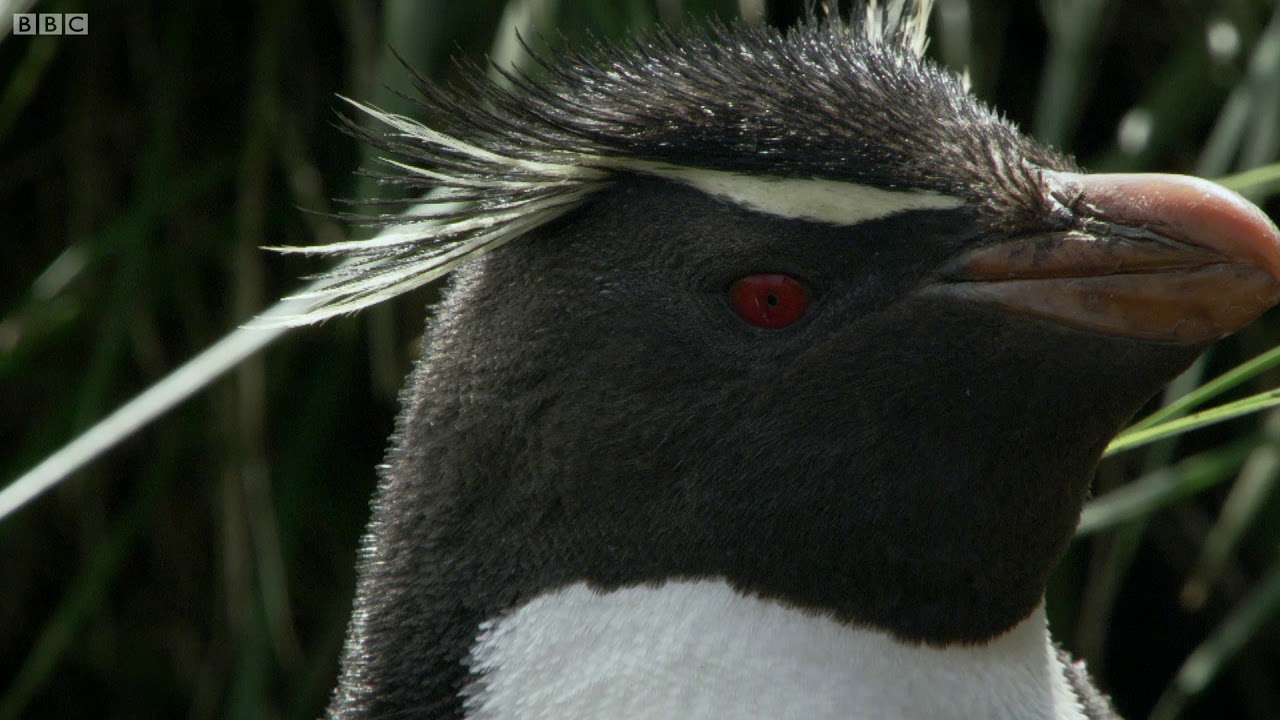 ⁣Hilarious Penguins Learn To Climb | Wild Patagonia | BBC Earth