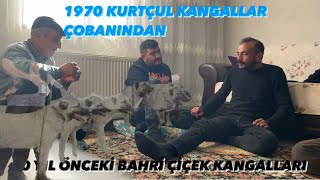 KÖY SOHBETLERİ SERİSİ YAŞANMIŞ OLAYLAR @bariscicekpanterkangal4280 #short #shortvideo #kangal #kurt