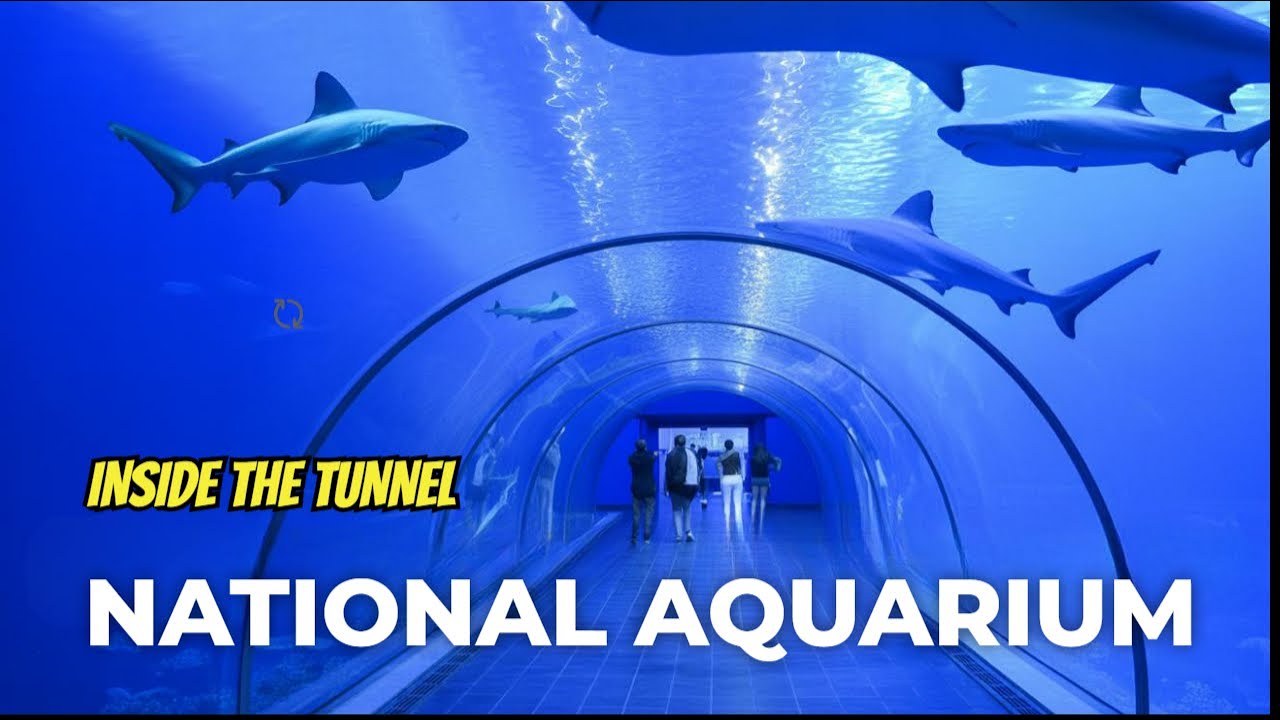 Полный тур по Национальному аквариуму Абу-Даби | Лучшие развлечения в Абу-Даби в 2025 году