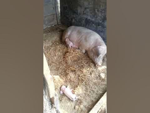 Малки прасенца - YouTube