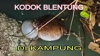Suara Kodok Blentung