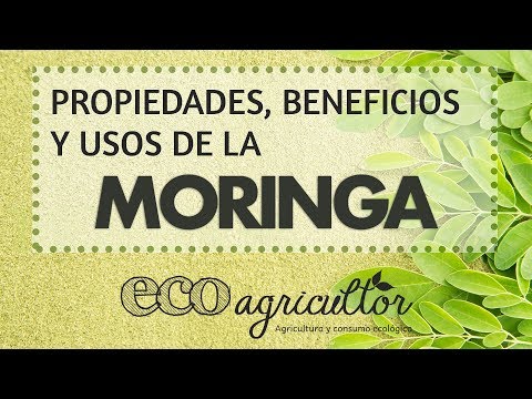 Propriétés, bienfaits et utilisations du Moringa - ECOagricultor