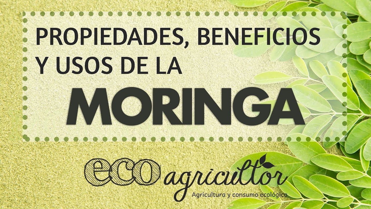 Para Que Es Buena La Moringa Propiedades Y Beneficios Ecoagricultor