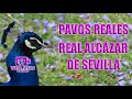 Pavos Reales Real Alcázar de Sevilla