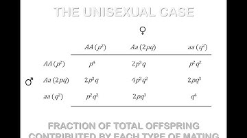 The Hardy-Weinberg model, Part II